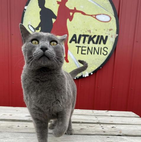 Grayson "Tennis Cat" the mascot of Aitkin Tennis